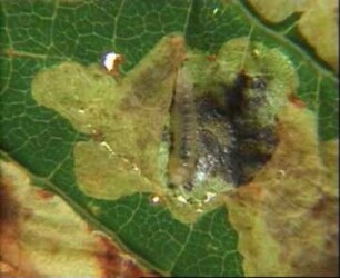 Biology and Control of the Horse Chestnut Leaf Miner Moth Cameraria ohridella