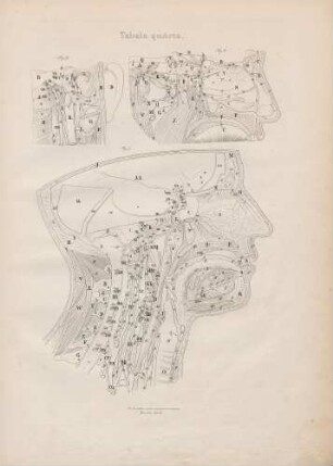 Decursus nervorum cerebri, cervicis, carotidis et arteriae vertebralis intra et extra cranium atque canalem medullarem intrinsecus et partim a tergo explicatorum (Lineartafel)