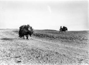 Beladene Maulesel : Mit Brennmaterial beladene Maulesel im Hochland von Nalut.