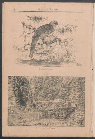 [Dibujo de] El Pavo Trogón (Calurus Pavonius.)