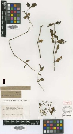 Alternanthera polygonoides (L.) R.Br. ex Sweet var. glabrescens Griseb.[syntype]