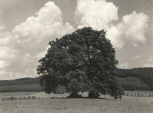 Oberlausitz. Linden bei Rehnsdorf westlich Elstra