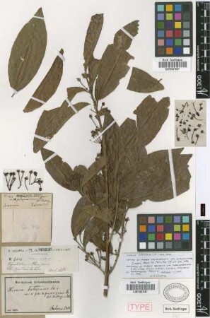 Hiraea bahiensis Moric. var. paraguariensis Nied.