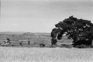 Savannenlandschaft : Blick auf eine ebene Savannenlandschaft mit Feigenbaum