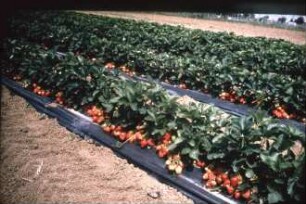 Fotografie: Erntetechnik, Erdbeeren, Obstbau