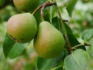 Sorte: Schweizer Wasserbirne - Baum 137