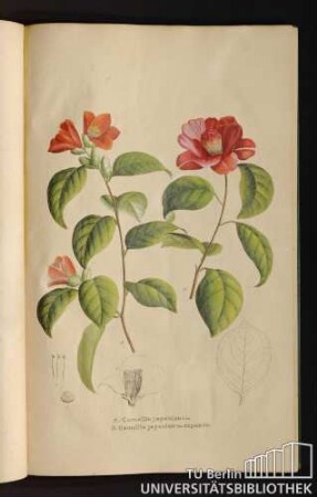 [Tab. 31.] A. Camellia japonica Lin. B. Camellia japonica Var. expansa.