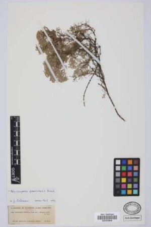 Polycarpia fililfolia Webb