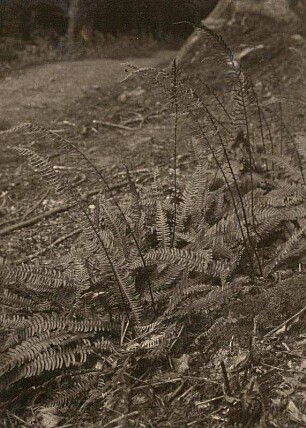 Rippenfarn (Blechnum spicant) auch Gewöhnlicher Rippenfarn oder Europa-Rippenfarn