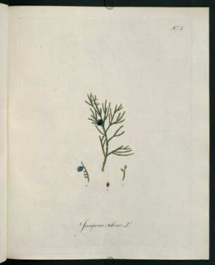 Juniperus sabina L.