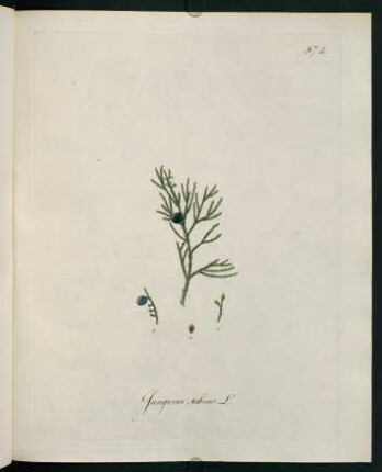 Juniperus sabina L.