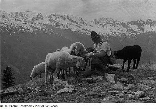 Schafherde und Schäfer im Ötztal