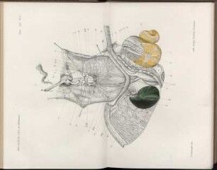 Pl. 1. [bis] Pl. 9.