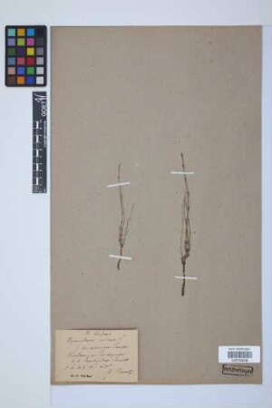 Equisetum arvense L.