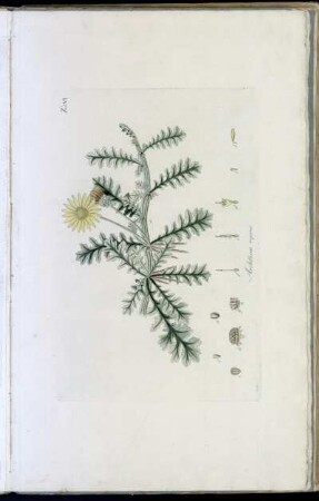 Tab. VI Arctotheca repens