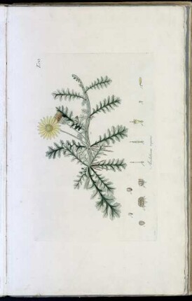 Tab. VI Arctotheca repens