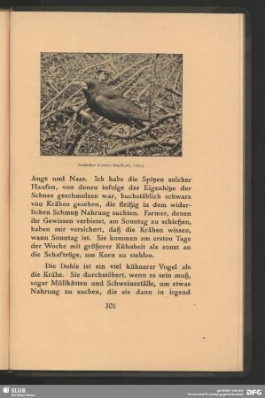 Saatkrähe, Corvus frugilegus, Linn.