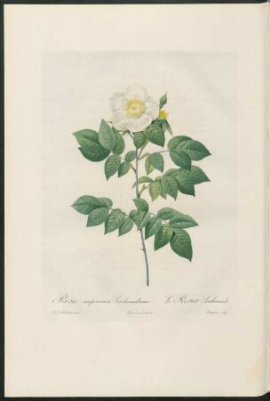 Rosa sempervirens Leschenaultiana. Le Rosier Leschenault. Langlois sculp.