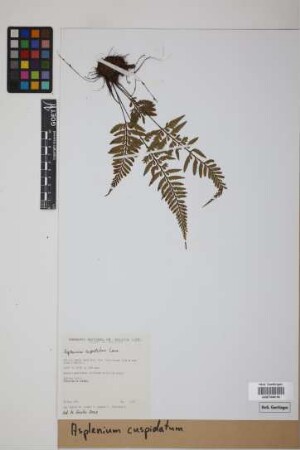 Asplenium cuspidatum Lam.