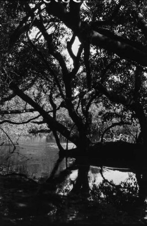 Wasserloch : Wasserloch am oberen Musinwedzi-Fluss.