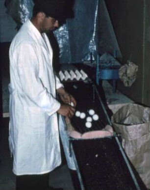 Fotografie: Tierproduktionsverfahren, Stallsystem, Legehenne, Ei, Sortiertechnik, Handarbeit