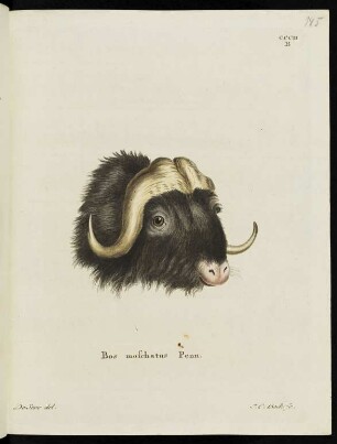 CCCII B Bos moschatus Penn.