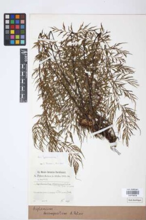 Asplenium decompositum Peter