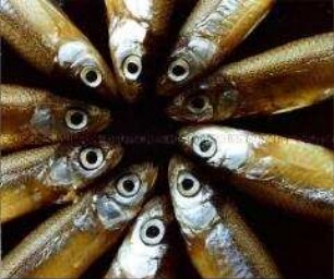 Tote Fische kreisförmig arrangiert