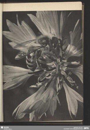 Biene auf Kornblume