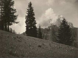 Dolomiten. Gebirgswiese und Felsgipfel im Wolkentreiben gegen Langkofel