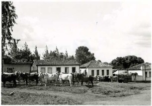 Goiás, Ochsengespanne auf dem Kirchplatz