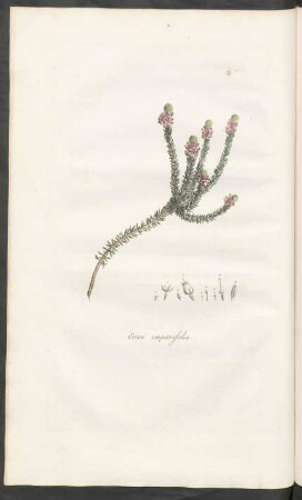 Erica empetrifolia