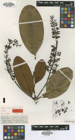 Vochysia splendens Spruce ex Warm. [isotype]