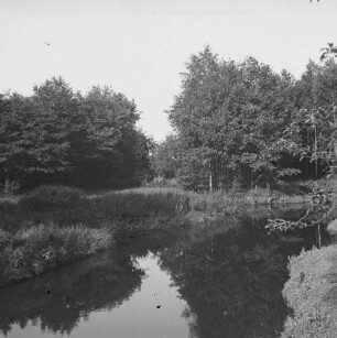 Auwald : Flusslandschaft mit Auwald