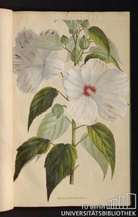 [Tab. 37.] Hibiscus Moscheutos Lin.