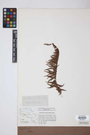 Aspidium