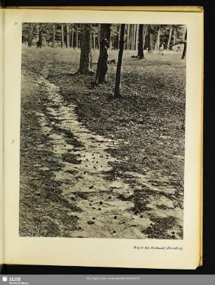 Weg in den Mischwald (Rheinsberg)