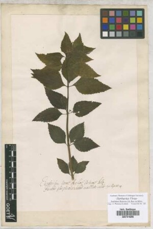 Eupatorium