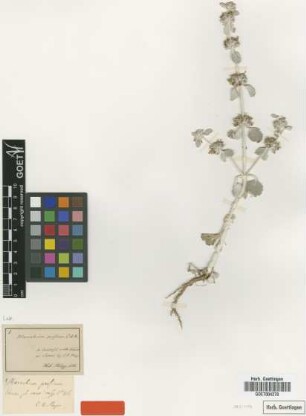 Marrubium persicum C.A.Mey. [type]