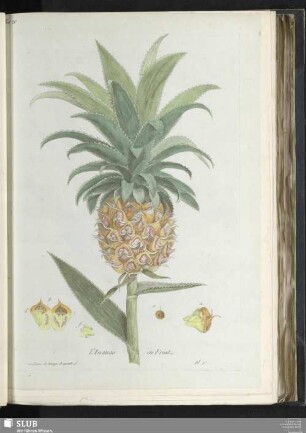 L'Ananas en Fruit