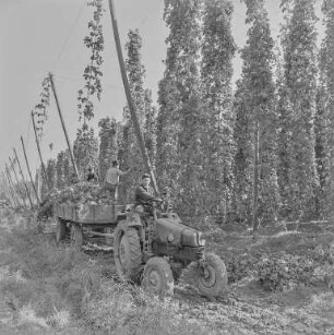Hopfenernte in Kohlwesa
