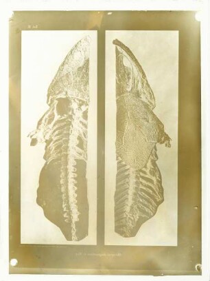 Metoposaurus diagnosticus (MEYER)