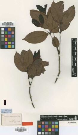 Diospyros oppositifolia Thwaites [type]