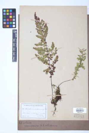 Adiantum concinnum Willd.