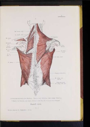 Musculi dorsi.