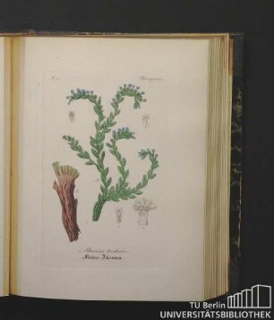 Boragineae. Alkanna tinctoria. Färber-Alkanna.