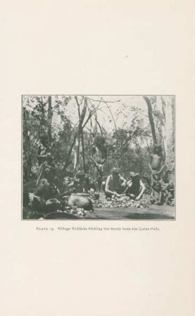 Plate 15. Village Veddahs picking the seeds from the lotus pods