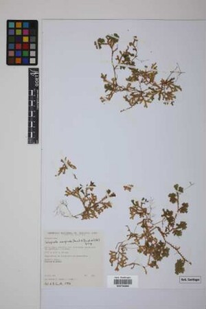Selaginella marginata (Kunth) Spring