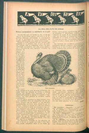 Avicultura : La cría del pavo de Indias