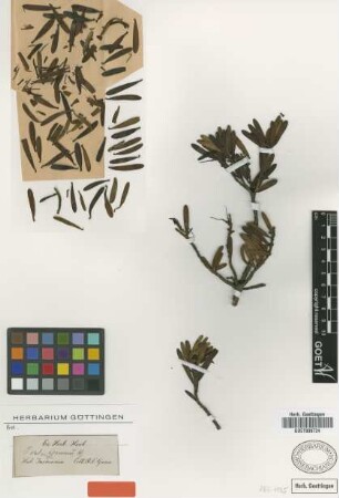 Persoonia gunnii Hook.f. [type]